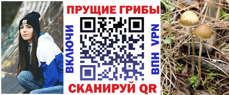 Псилоцибиновые грибы Psilocybine cubensis  Правдинск 
